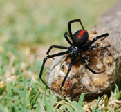 Jamaican Spider Infestation Protection, Prevention, Extermination- Poisenous, Non-Poisenous