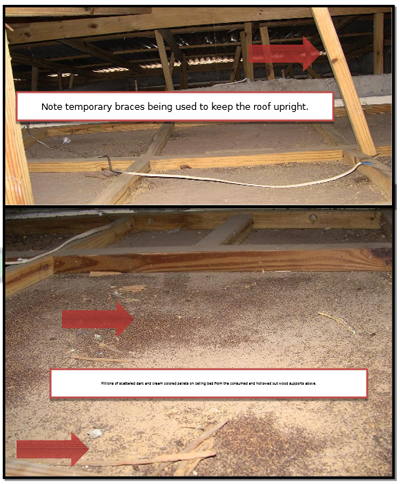 Drywood Termite Attic Damage