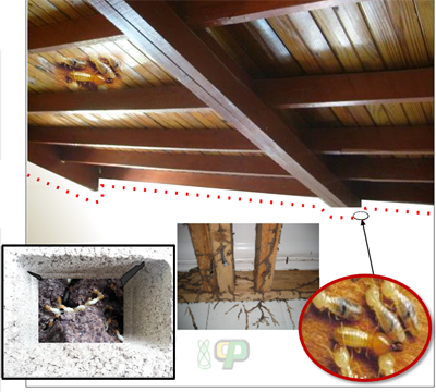 Upper Wall Neck Termite Treatment